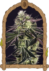 Purple Shot - gefeminiseerde zaden, 5 st, Exotic Seed