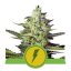 North Thunderfuck Automatic - autoflowering Samen 10 Stück Royal Queen Seeds