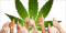 The Ten Commandments of Cannabis Activist

1. Educate yourself and others about the benefits and potential of cannabis.
2. Fight against stigma and misinformation.
3. Promote responsible and conscious