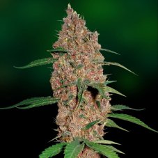 Laughing Buddha - feminizowane nasiona 5 sztuk Barney's Farms