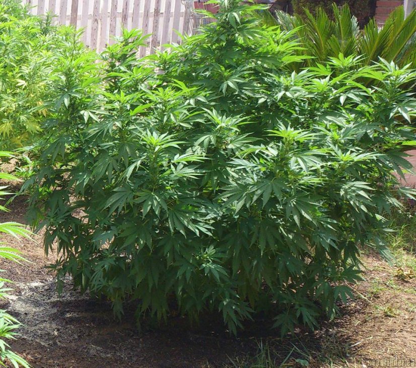 Monster - 9ks feminized semená Eva Seeds