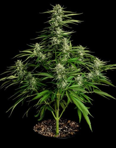 Medusa F1 - autoflowering Marihuana Samen 3Stck, Royal Queen Seeds