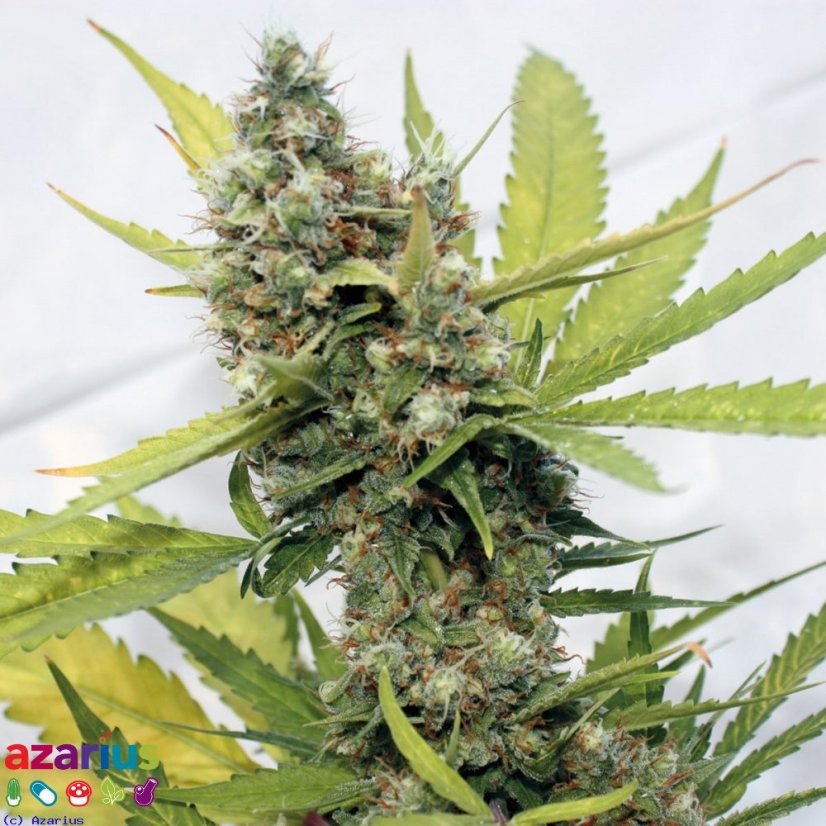 Honey B – feminizované semienka 5 ks Barney Farms