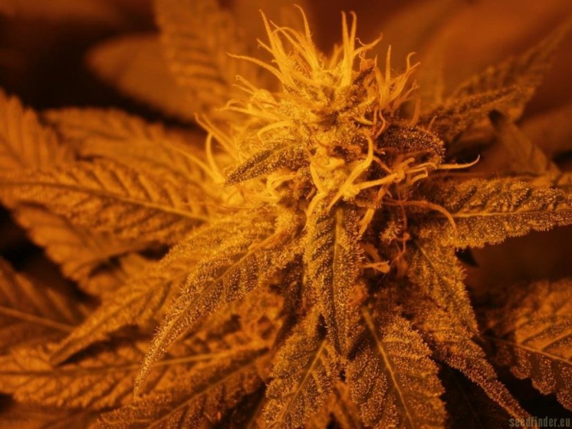 Ser - 5 feminizowanych nasion Dinafem