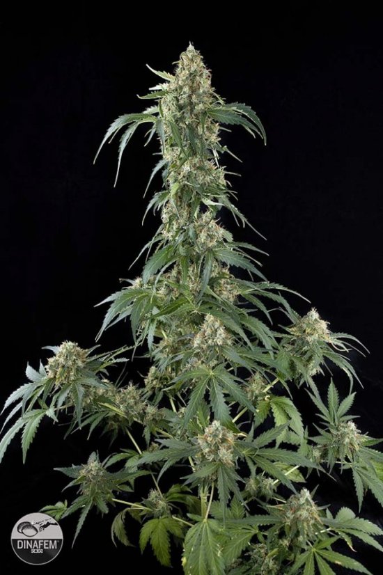 White Widow - 3 feminized Dinaf seeds