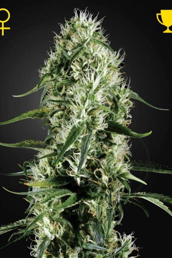 Super Silver Haze - feminizovaná semínka 3 ks Green House Seeds