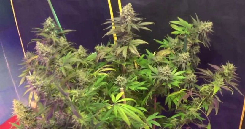 Blue Dream - feminizovaná semínka 3ks Humboldt