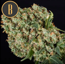 BlimBurn Seeds Grandaddy Purple Feminized Seeds