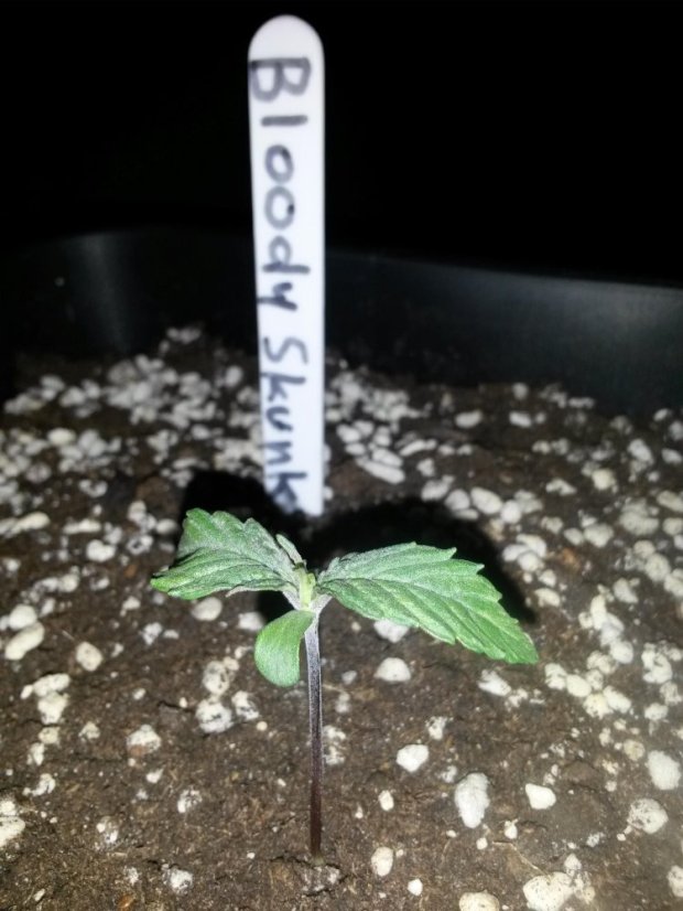 Bloody Skunk Auto - samonakvétací semínka 5 ks Sweet Seeds