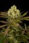 Sour Blueberry - nasiona feminizowane 5 sztuk Humboldt