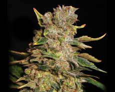 TNT Kush – 3ks feminizovaná semena Eva Seeds