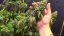 Lemon Thai Kush - Feminized Seeds 5pcs Humboldt