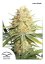 Lemon Zkittle - feminizovaná semienka 3ks Dutch Passion