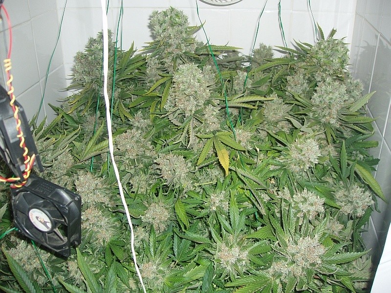 Cream 47 – feminizované semienka 10 ks Sweet Seeds