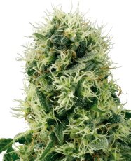 Pure Power Plant - feminizovaná semínka konopí 5 ks, Sensi Seeds