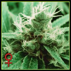TrainWreck 10 seeds (Indoor), feminisierte Samen Green House Seeds