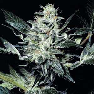 Sensi Star - 10 ks feminizovaná semena Paradise Seeds