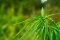 Sativa vs. Indica