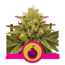 Royal Domina - feminizovaná semienka 10 ks Royal Queen Seeds