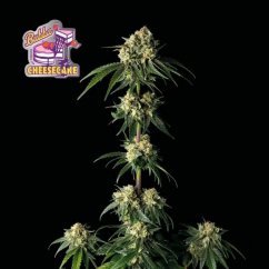 Bubba Cheesecake - feminized cannabis seeds 10 pcs, Seedsman