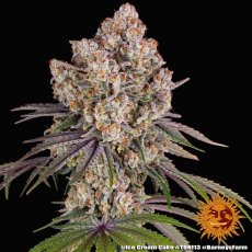 Ice Cream Cake - feminisierte Samen, 10 Stück, Barneys Farm