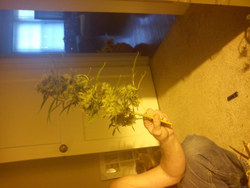 White Widow - 10 feminizowanych nasion Dinafem