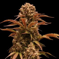 Purple Ryder - autoflowering semena 10 ks, Doctor's Choice