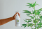 Secrets of Successful Cultivation: Best Fertilizers for Hemp That Guarantee High Yields!