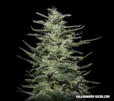 Kalashnikov Seeds Amnesia Molotov feminizovaná semena