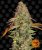 Zkittlez OG Auto - autoflowering semena marihuany 10 ks Barney´s Farm