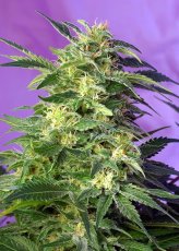 Killer Kush Auto - 10 Sweet Seeds Self-Renovating Seeds