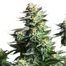 Amnesia Haze 3 ks feminizované semienka Royal Queen Seeds