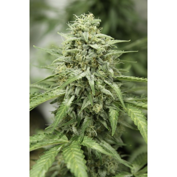 StarRyder autoflowering semínka 3ks Dutch Passion