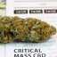 Critical Mass CBD - feminizované semienka 10ks Dinafem