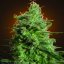 Delahaze - feminizované semená 5 ks Paradise Seeds