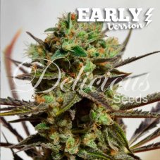 Delicious Seeds Delicious Candy Early Version feminizovaná semena