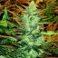 Lowryder Auto - autoflowering marijuana seeds, 5pcs Doctor's Choice