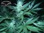 White Widow - Standaryzowane holenderskie nasiona Passion 10ks