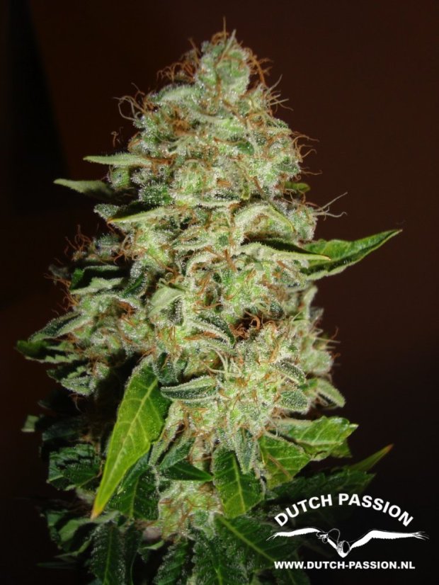 Mazar - semi femminizzati 5 pz Dutch Passion