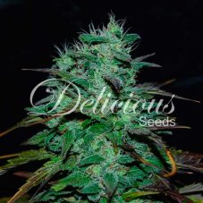 Delicious Seeds Chocobang feminized seeds