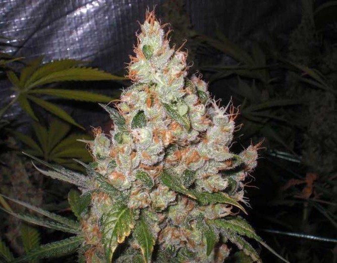 White Widow - feminizovaná semínka 3 ks Dutch Passion