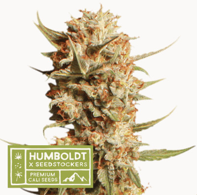 Thunder Banana Auto - autoflowering semena marihuany HumboldtXSeedstockers 3 ks