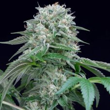 Starfire OG - feminizované semená 5ks, Silent Seeds