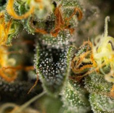 Paradise Seeds Tropical Fruit Cake feminized seeds
