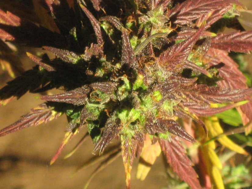 Black Cream Auto - feminizovaná a samonakvétací semínka 5ks Sweet Seeds