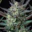 Purple Punch Automatic - fem. and self-flowering seeds 10pcs Royal Queen Seeds