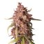 Nasiona Samokwitnące Purple Punch 3 szt
