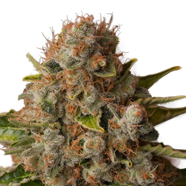 White Widow - feminizovaná semínka Royal Queen Seeds 3 ks