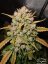 AutoDurban Poison®- autoflowering semienka 3ks Dutch Passion