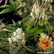 Glookies - феминизирани семена от марихуана 10 бр. Barney´s Farm